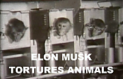 ELON_MUSK_BRAIN_TOY_TESTING_ON_ANIMALS_Elon_Musk_Corruption_And_Crappy_Engineering_Make_Tesla_Cars_So_Unsafe_.png