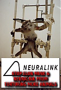 ELON_MUSK_NEURALINK_TORTURES_ANIMALS.png