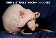 SONY_PICTURES_IS_FULL_OF_RATS_SILICON_VALLEY_SEX_CULT_v1.jpg