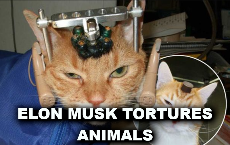 ELON MUSK ANIMAL TESTS ON PETS Elon Musk Corruption And Crappy Engineering Make Tesla Cars So Unsafe 
Keywords: Rare Earth Mines Of Afghanistan, New America Foundation Corruption, Obama, Obama Campaign Finance, Obama FEC violations, Palo Alto Mafia, Paypal Mafia, Pelosi Corruption, Political bribes, Political Insider,  Eric Schmidts Sex Penthouse, SEC Investigation