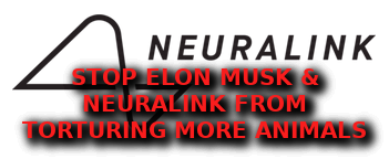 ELON_MUSK_ANIMAL_TORTURE
Keywords: Rare Earth Mines Of Afghanistan, New America Foundation Corruption, Obama, Obama Campaign Finance, Obama FEC violations, Palo Alto Mafia, Paypal Mafia, Pelosi Corruption, Political bribes, Political Insider,  Eric Schmidts Sex Penthouse, SEC Investigation