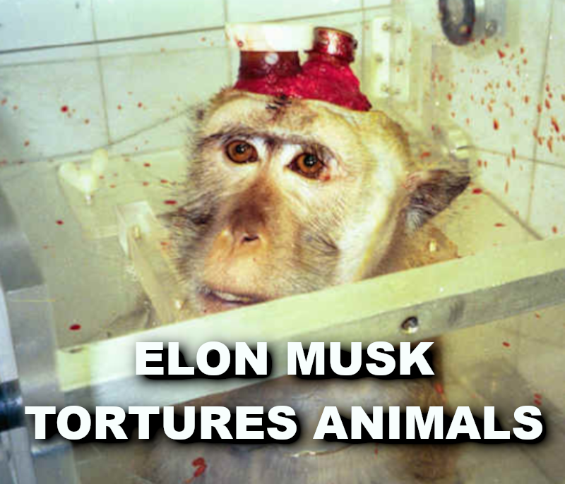 ELON MUSK BRAIN TOY MONKEY TESTS ELON MUSK IS A LIAR SCAMMER POLITICAL BRIBERY CROOK
Keywords: Rare Earth Mines Of Afghanistan, New America Foundation Corruption, Obama, Obama Campaign Finance, Obama FEC violations, Palo Alto Mafia, Paypal Mafia, Pelosi Corruption, Political bribes, Political Insider,  Eric Schmidts Sex Penthouse, SEC Investigation