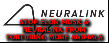 MUSK_TORTURES_ANIMALS
Keywords: Rare Earth Mines Of Afghanistan, New America Foundation Corruption, Obama, Obama Campaign Finance, Obama FEC violations, Palo Alto Mafia, Paypal Mafia, Pelosi Corruption, Political bribes, Political Insider,  Eric Schmidts Sex Penthouse, SEC Investigation