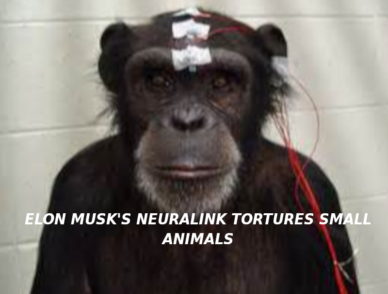 eLON-MUSK-CHIMP-TESTS-ON-APES-Elon-Musk-Corruption-And-Crappy-Engineering-Make-Tesla-Cars-So-Unsafe-
Keywords: Rare Earth Mines Of Afghanistan, New America Foundation Corruption, Obama, Obama Campaign Finance, Obama FEC violations, Palo Alto Mafia, Paypal Mafia, Pelosi Corruption, Political bribes, Political Insider,  Eric Schmidts Sex Penthouse, SEC Investigation