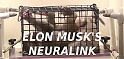 ELON-MUSK-MONKEY-TESTING-WITH-BRAIN-DEVICES-Elon-Musk-Corruption-And-Crappy-Engineering-Make-Tesla-Cars-So-Unsafe-~0.png