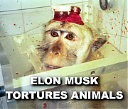 ELON_MUSK_BRAIN_TOY_MONKEY_TESTS_ELON_MUSK_IS_A_LIAR_SCAMMER_POLITICAL_BRIBERY_CROOK.png