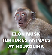 ELON_MUSK_TESTING_BRAIN_TOYS_ON_ANIMALS~1.png