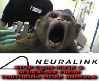 ELON MUSK TORTURES ANIMALS FOR NEURALINK
Keywords: Rare Earth Mines Of Afghanistan, New America Foundation Corruption, Obama, Obama Campaign Finance, Obama FEC violations, Palo Alto Mafia, Paypal Mafia, Pelosi Corruption, Political bribes, Political Insider,  Eric Schmidts Sex Penthouse, SEC Investigation